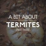 A Bit About Termites