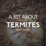 A Bit About Termites