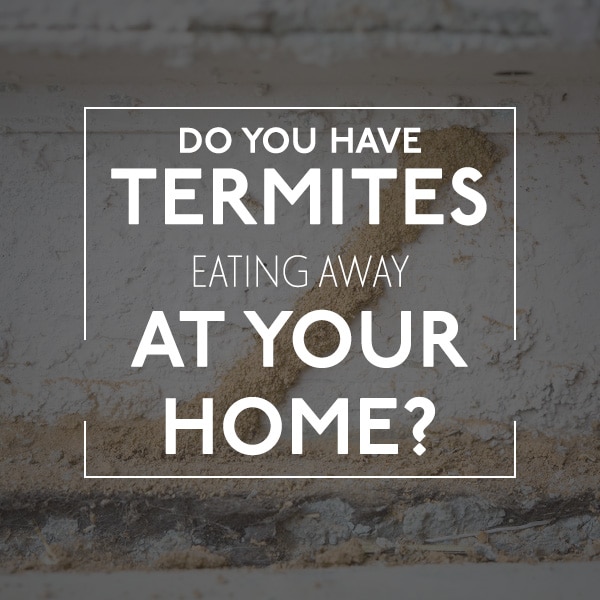 Termites Damage