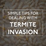 White Termites