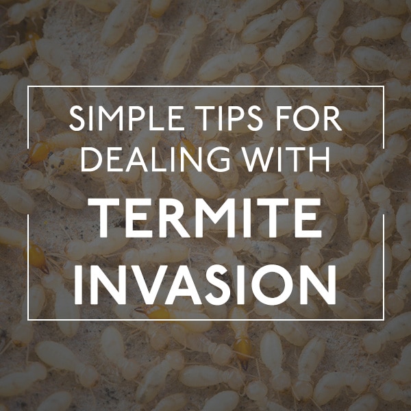 White Termites