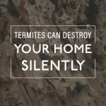 Termite Damage