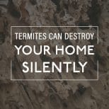 Termite Damage