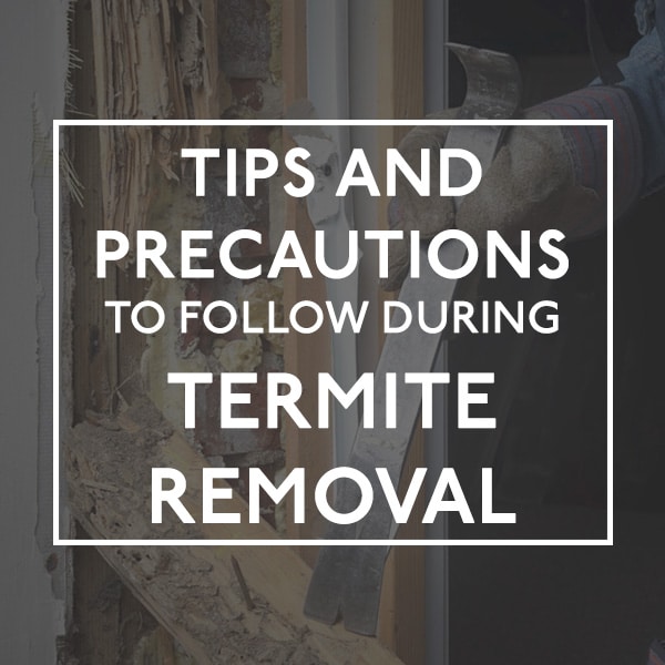 Termite Damage