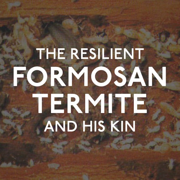 Formosan Termite