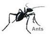 Pest Control Ants