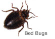 bed bugs