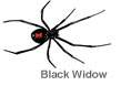 black widow