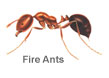 fire ants