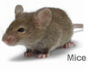 mice