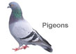 pigeons