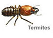 Pest Control Termites