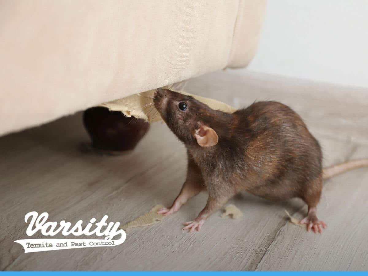 Rat near damaged furniture. Pest control near Mesa, AZ 