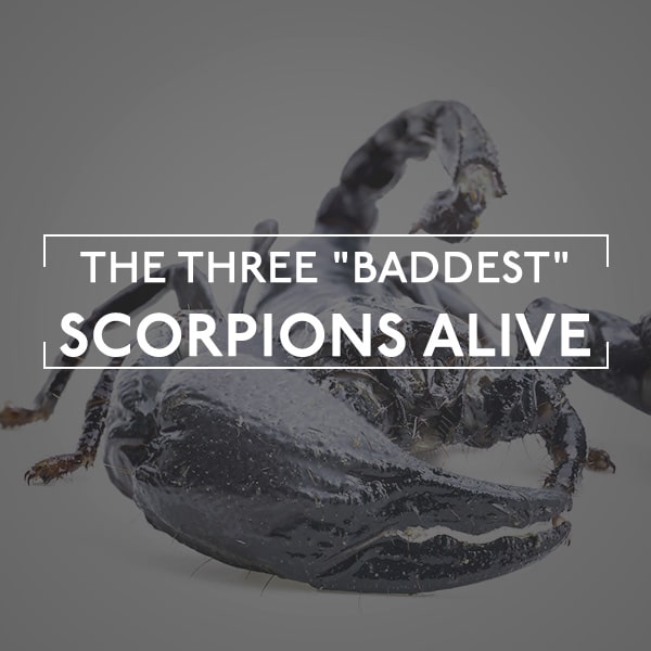 Scorpion