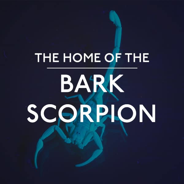 Bark Scorpion