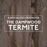 Termites Wood Damage