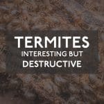 Termites Control