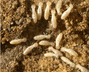 termites