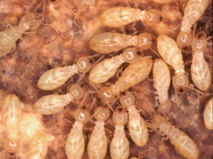 termites