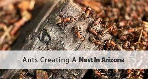 A picture of ants on dry wood nesting.