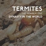 Termites