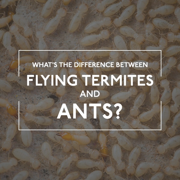 Difference Between Flying Termites and Ants