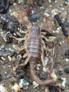 Scorpion Population