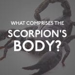 Scorpions Body