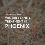 Termite Treatment In Phoenix, AZ