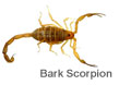 Bark Scorpion