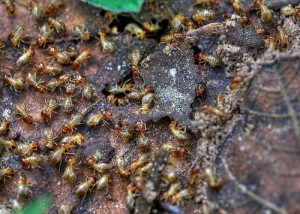 Termites in Scottsdale