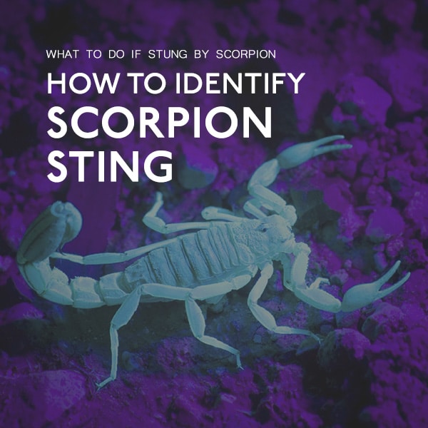 Scorpion Sting