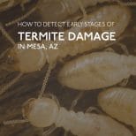 AZ White Termites