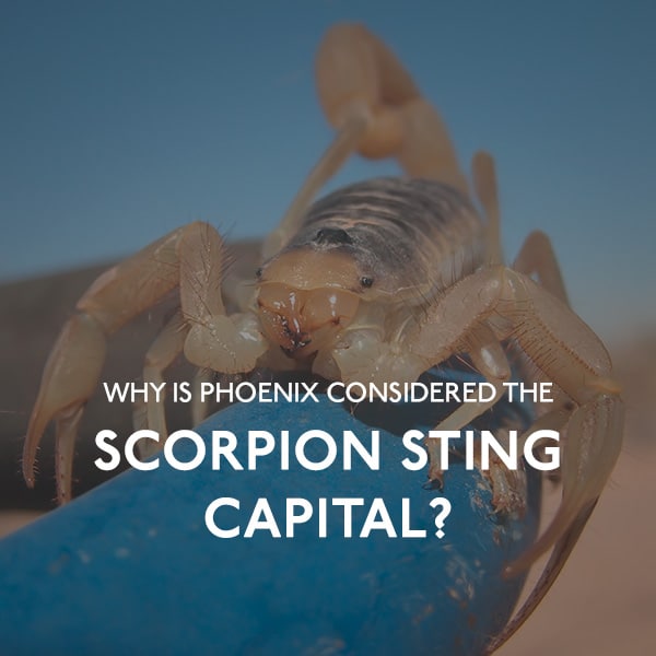 Scorpion Sting