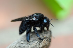 carpenter bee_ varsity pest control