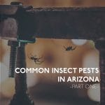 Spider Pest in Arizona