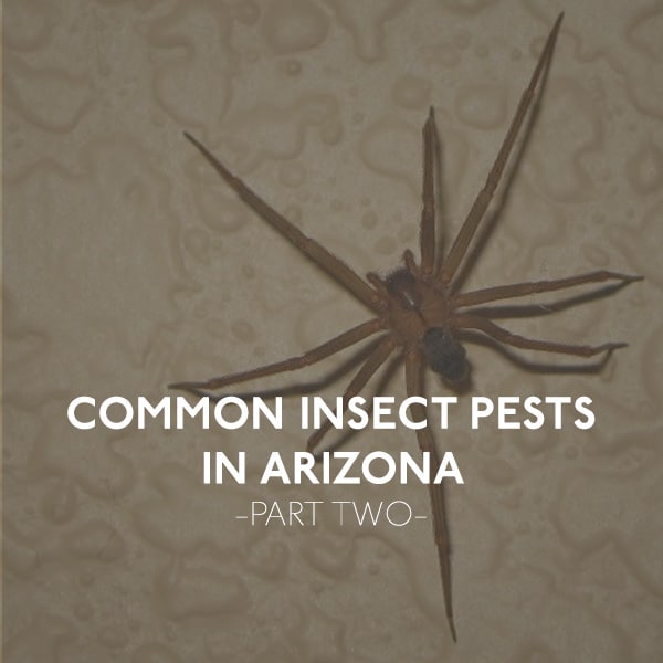 Spider Pest in Arizona