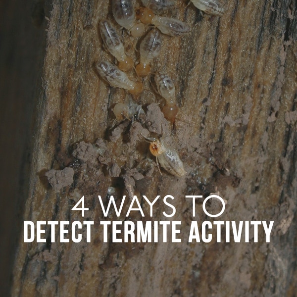 Termite Damage in Arizona