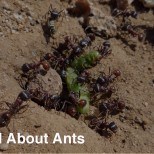 All About Ants- Varsity Termite and Pest Control