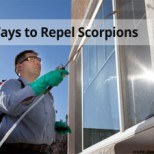 3 Ways to Repel Scorpions - Varsity Termite and Pest Control