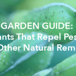 Garden Guide: Plants That Repel Pests and Other Natural Remedies - Varsity Termite and Pest Control