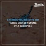 5 Things You Need to Do When You Get Stung by a Scorpion