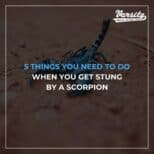 5 Things You Need to Do When You Get Stung by a Scorpion