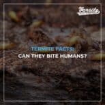 Termite Facts: Can They Bite Humans?