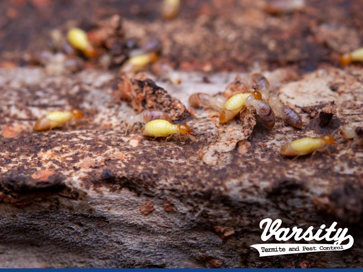 A close-up photo of several termites on decomposed wood