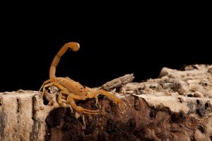 Arizona Bark Scorpion