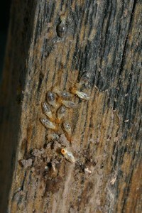 Signs of Termite Damage