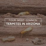 Termites in Arizona