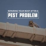 Roof Pest Problem