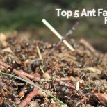 Top 5 Mesa Ant Facts That May Frighten You!